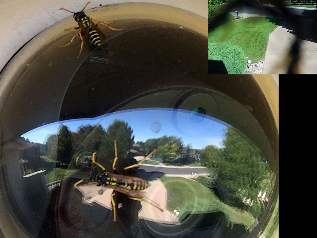 webcam with wasps