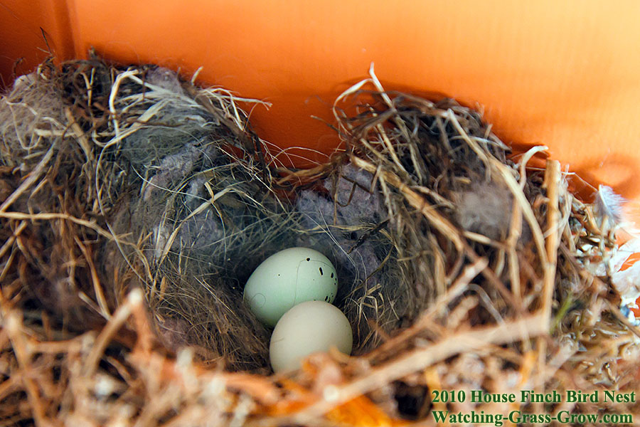 baby house finches 14a
