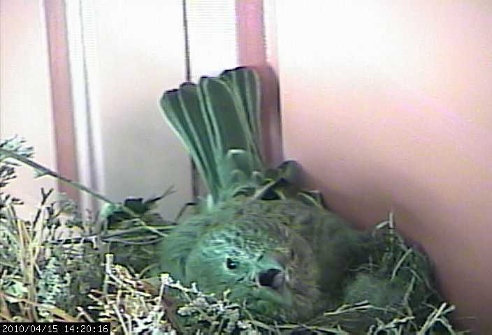 baby house finches 15w3