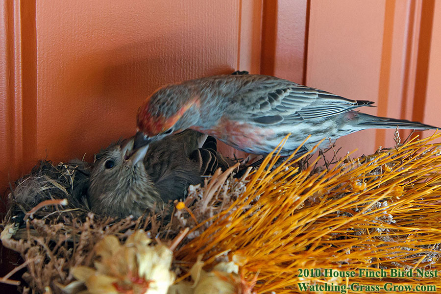 house finch mom april 15th