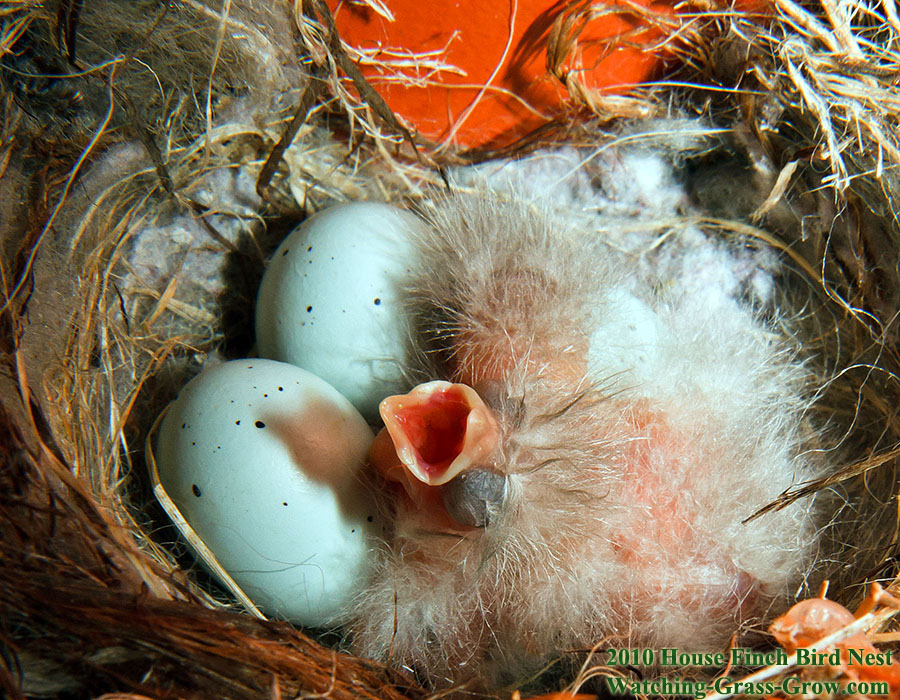 baby house finch first d