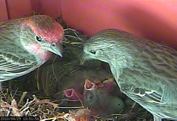 baby house finches 29 feed 4