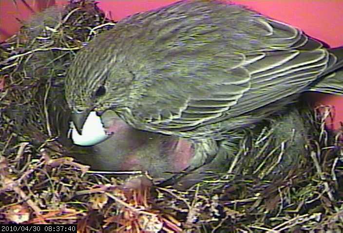 baby house finches 30 baby 5