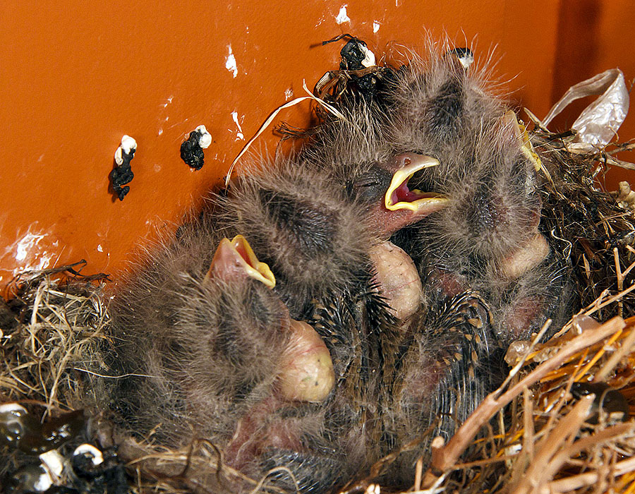 baby house finches 5z2