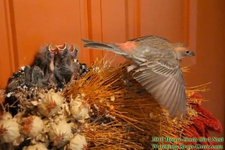 house finches dad flyaway