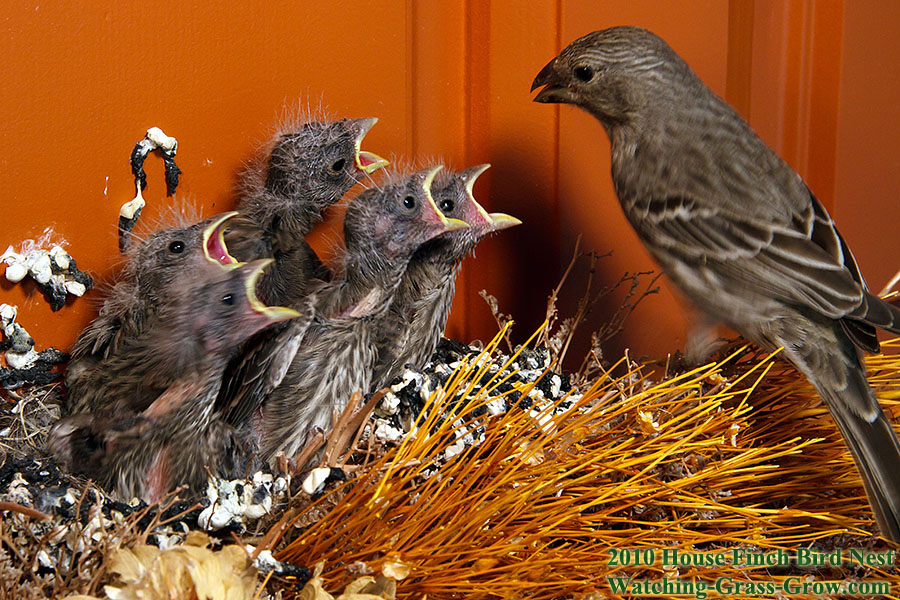 baby house finches
