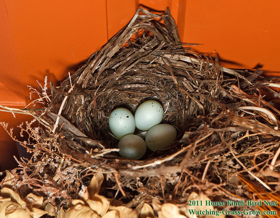 house finch nest 4 eggs