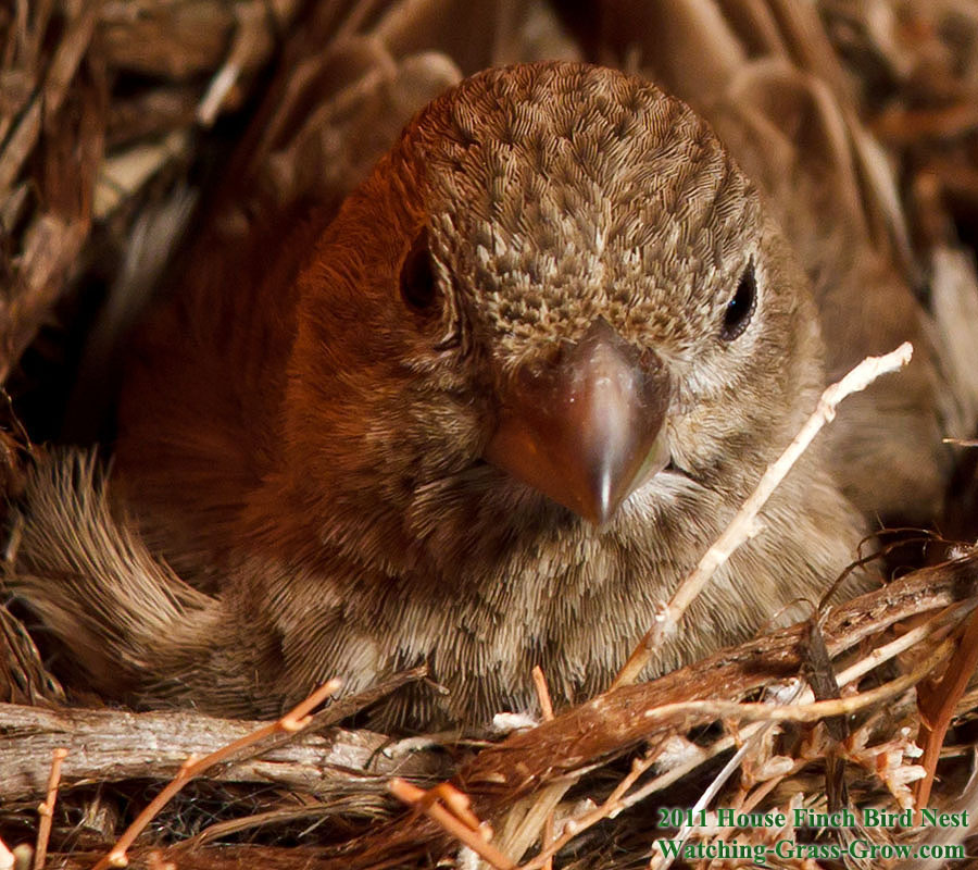 house finch mom 31 move head