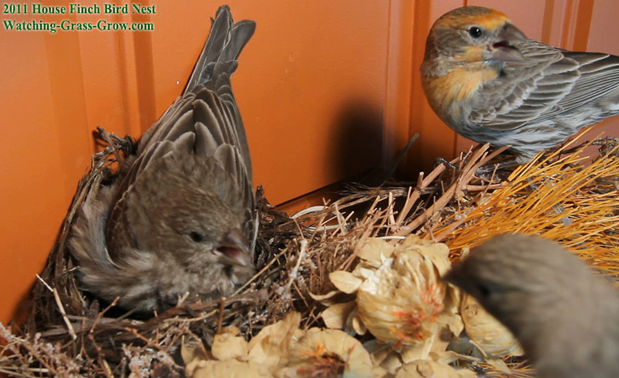 momma and poppa finch defend nest