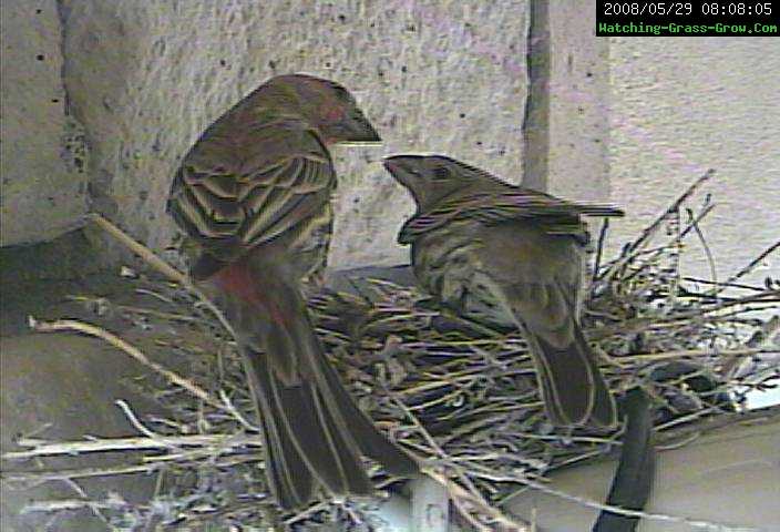 mom and dad finches