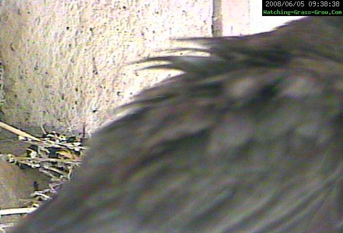 finch close by webcam