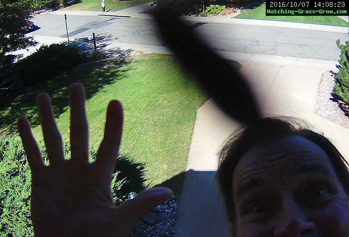 grassy bug webcam