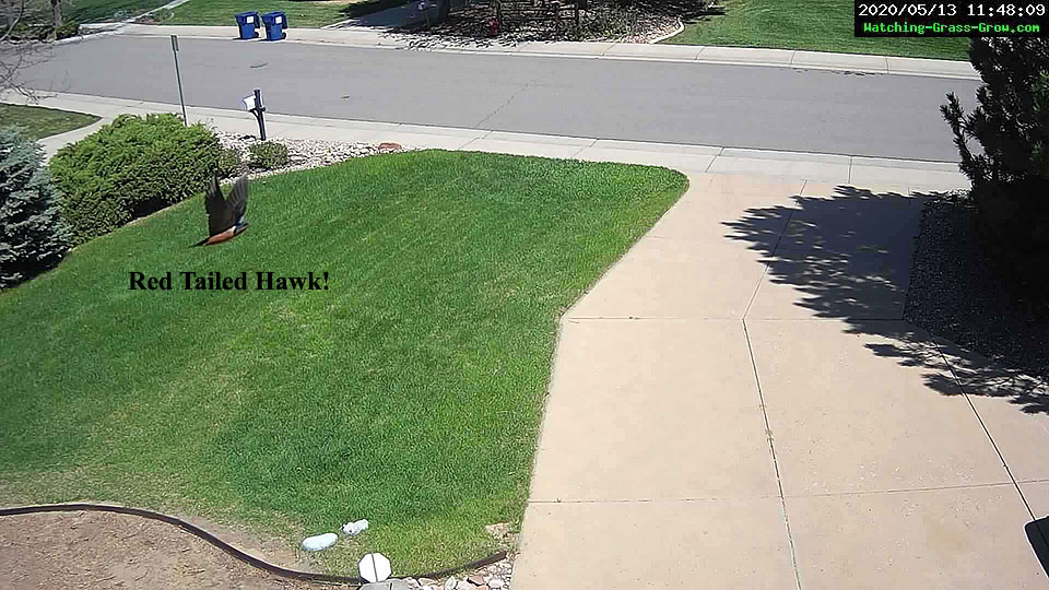 hawk flying over grass