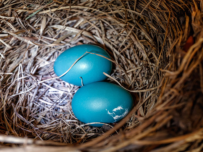 robin nest two eggs