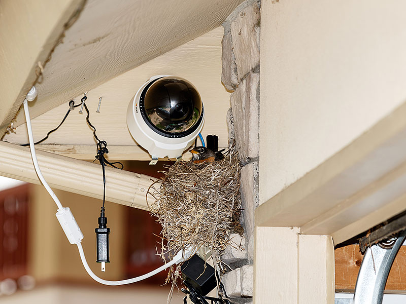 robin nest webcam1