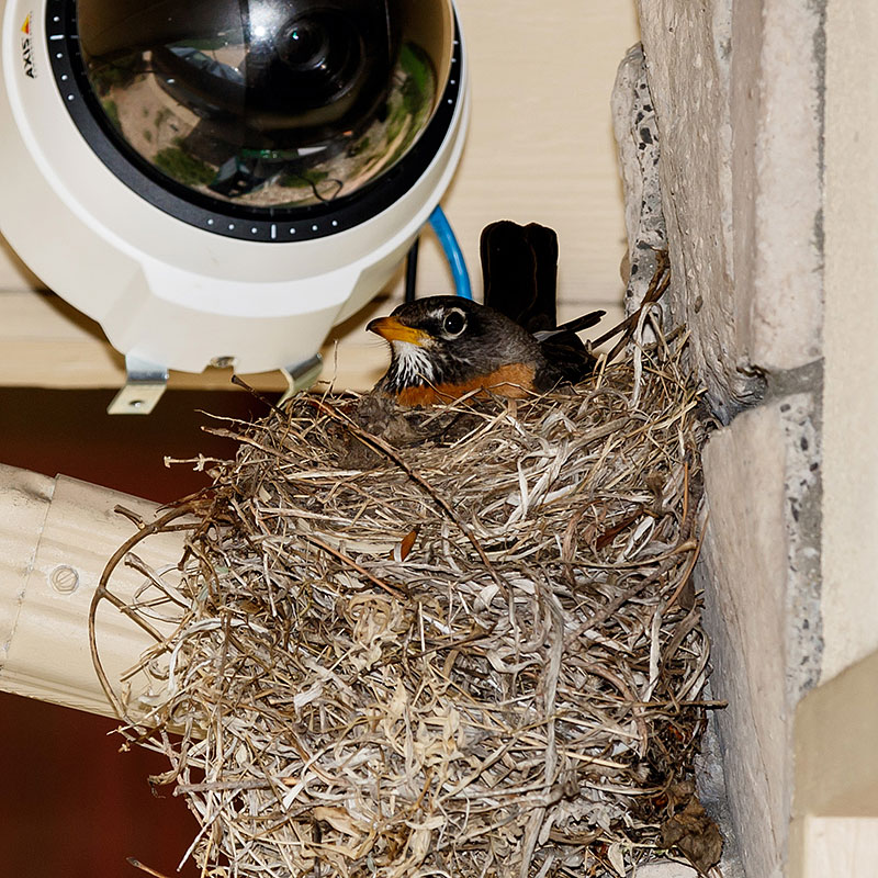 robin nest webcam2