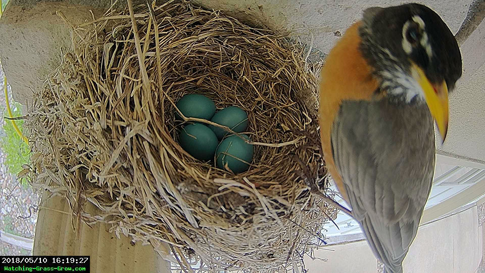 robin visits nest