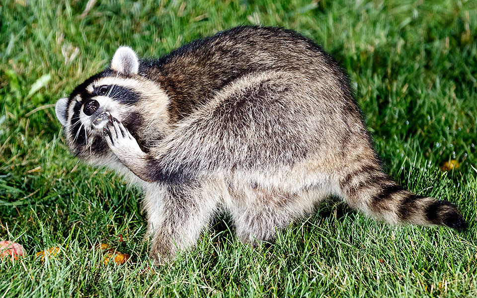 raccoon round 5 a8