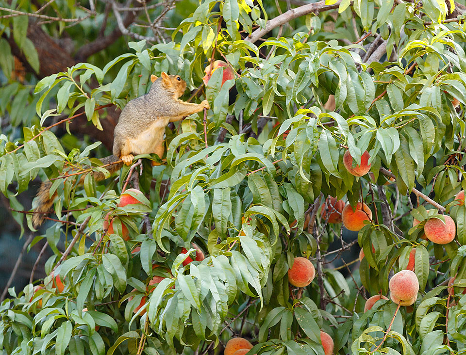 peach tree 2021 harvest squirrel 