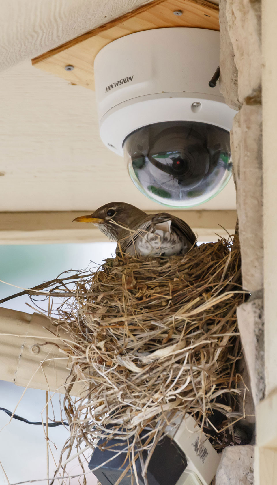 bird cam