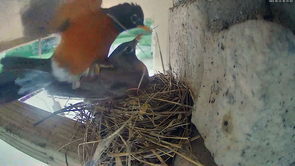 robin mating