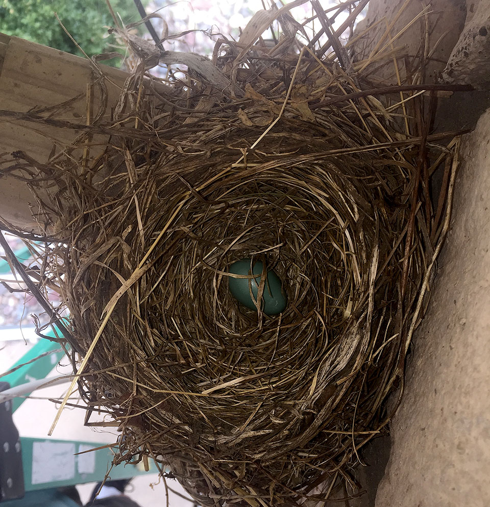 robin nest house 0522a
