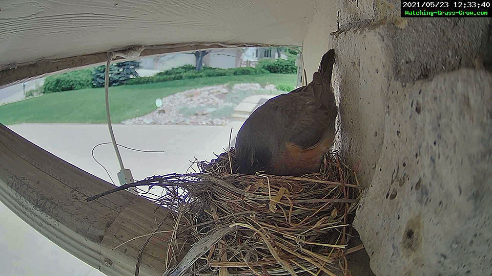 robin nest house 0523b