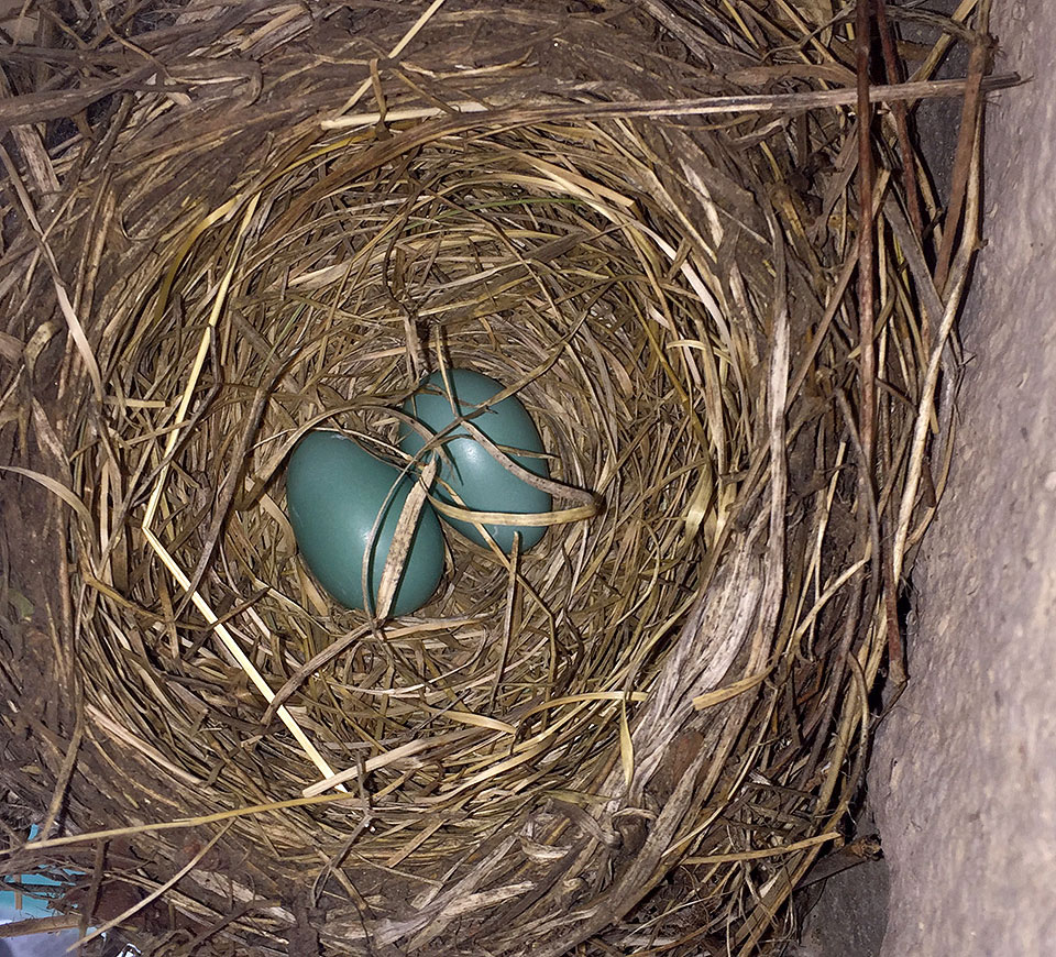 robin nest house 0523a