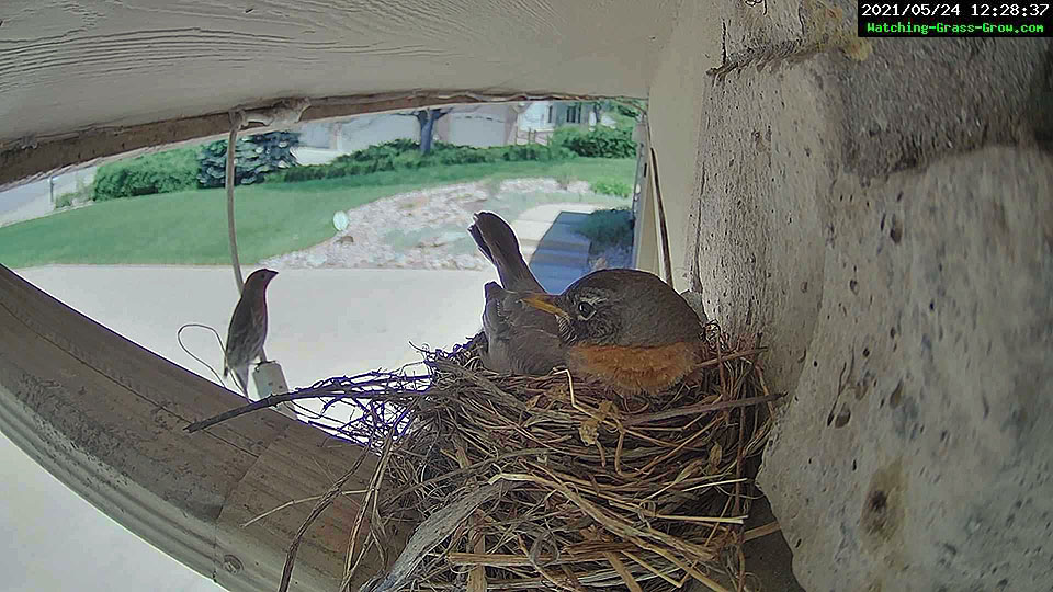 robin nest house 0524c