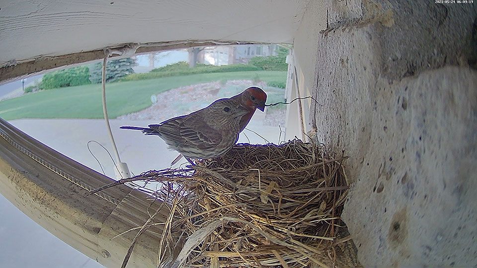 robin nest house 0524b