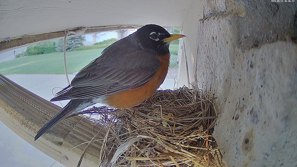 robin nest house 0524a