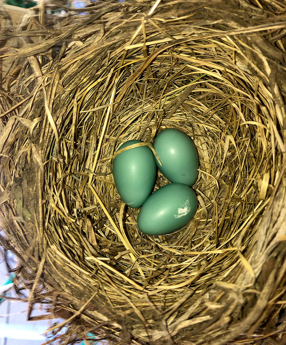 three eggs