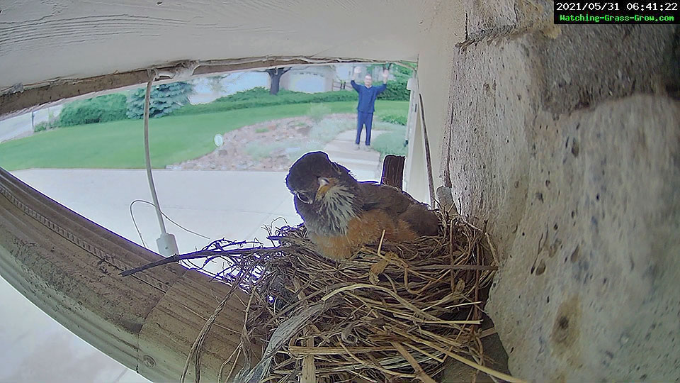 robin nest house 0531