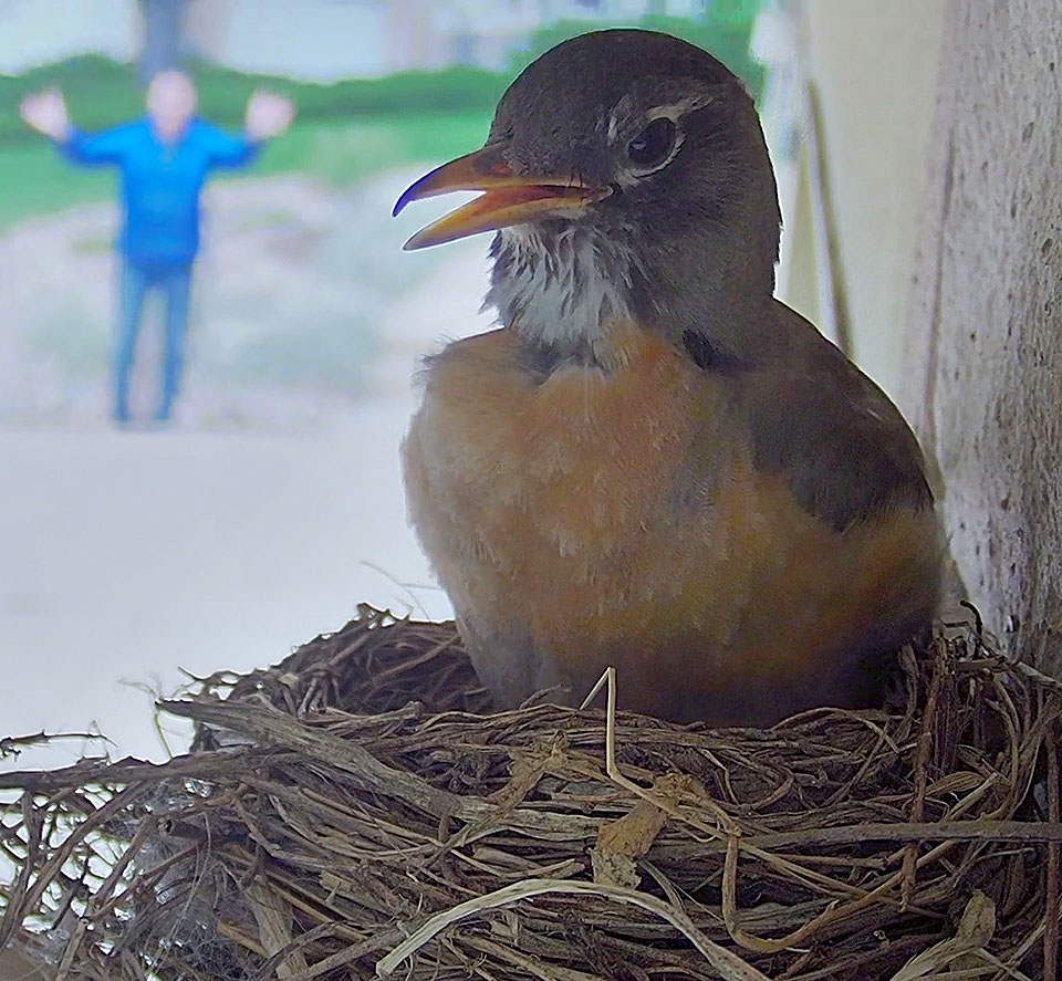 robin nest house 0601