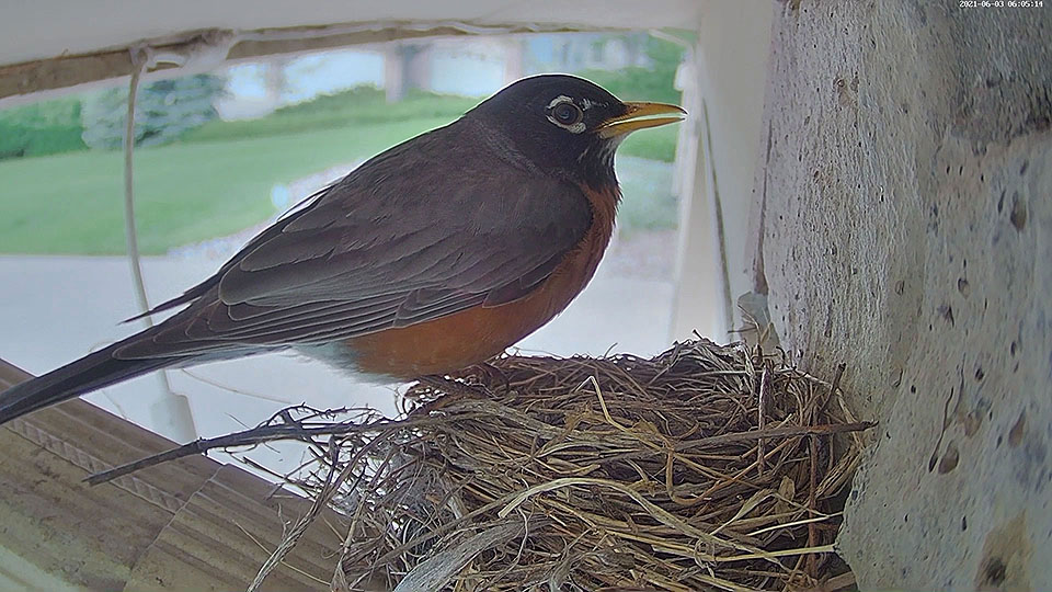 robin nest house 0603