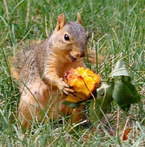 peach tree 2022 squirrels