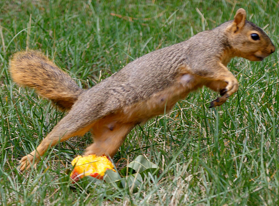 peach tree 2022 squirrels