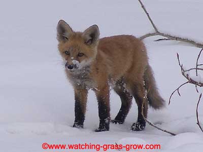 backyard fox snow