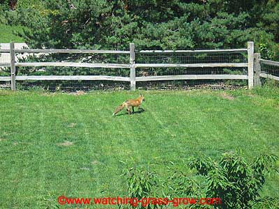 backyard fox 1