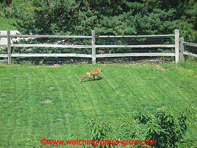 back yard grass