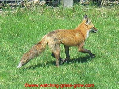 backyard fox 2