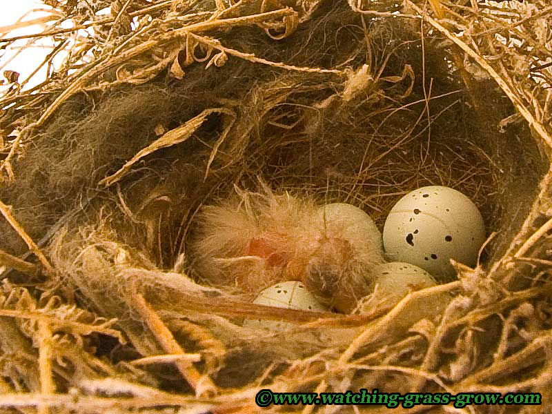 Colorado Blue Jay Grabs Baby Finches