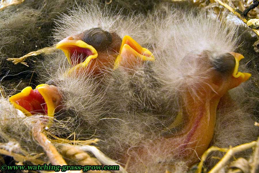 baby finches