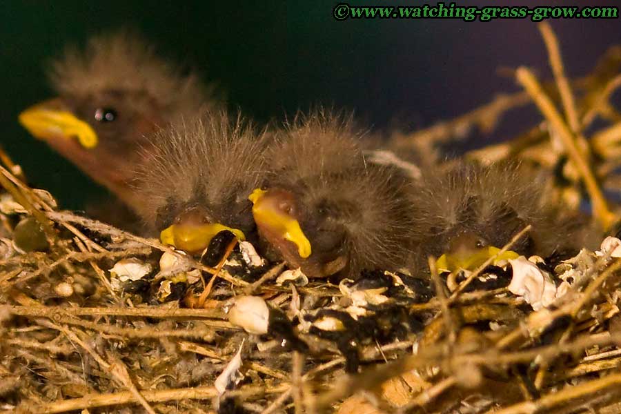 finches at night