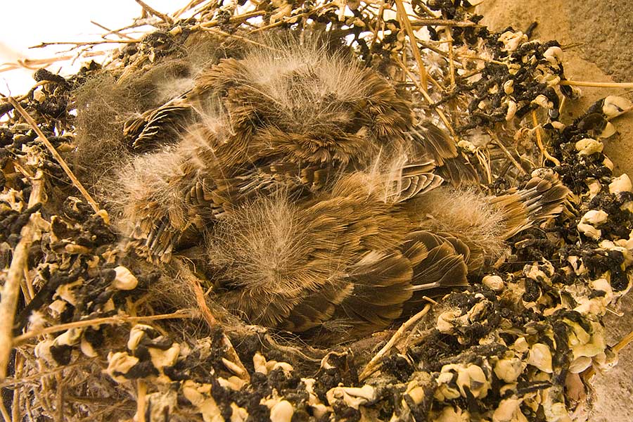 three baby finches