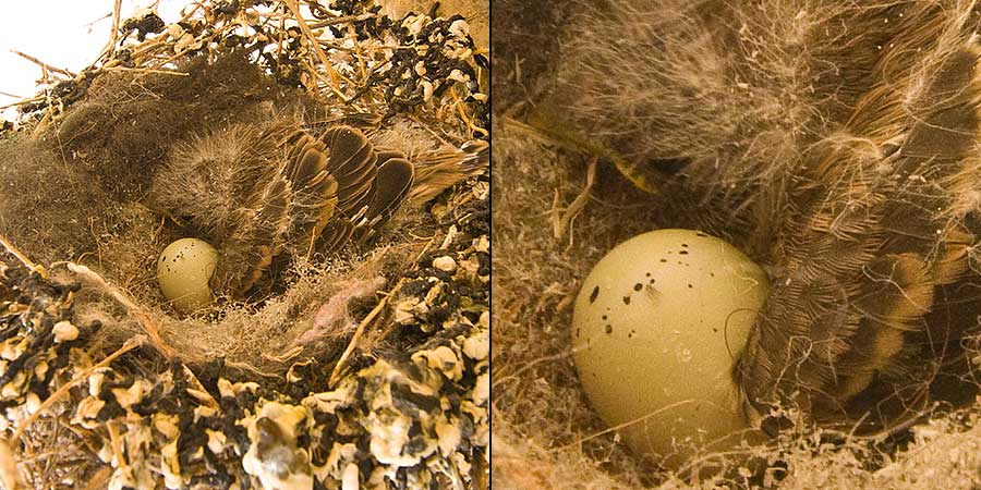 one baby finch