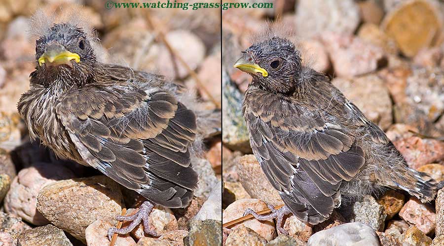 finch on rocks