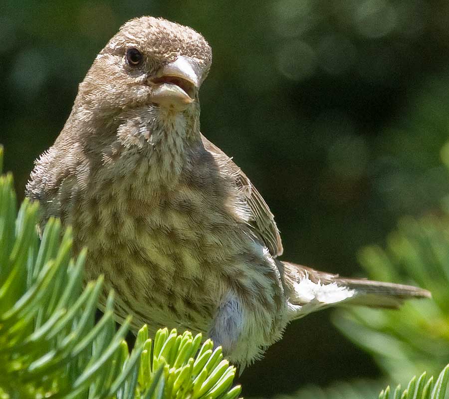 concerned finch mom