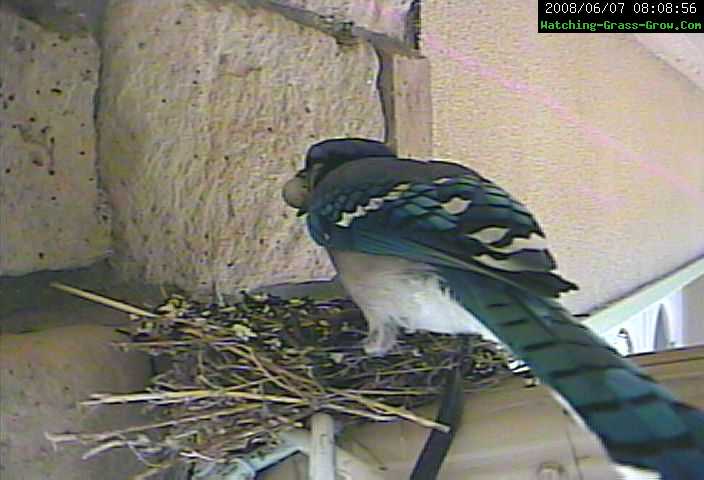 Colorado Blue Jay Grabs Baby Finches