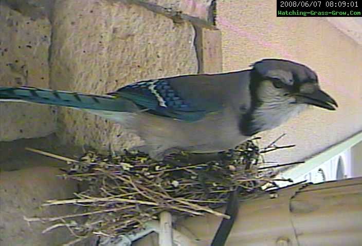 blue jay 1